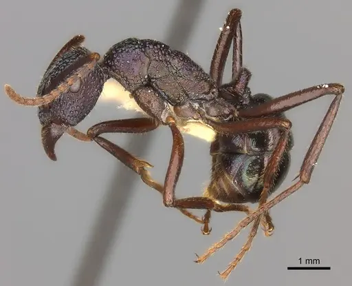 Rhytidoponera violacea specimen CASENT0217496 image casent0217496_3