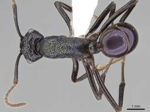 Rhytidoponera violacea specimen CASENT0281288 image casent0281288_1