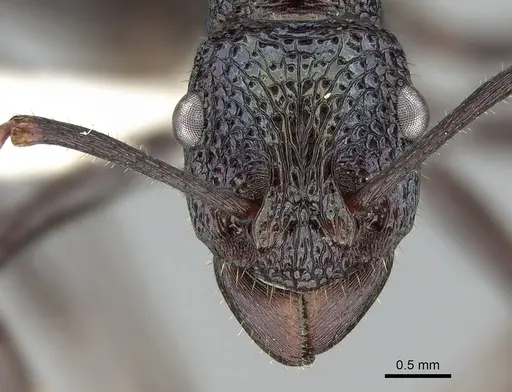 Rhytidoponera violacea specimen CASENT0281288 image casent0281288_2