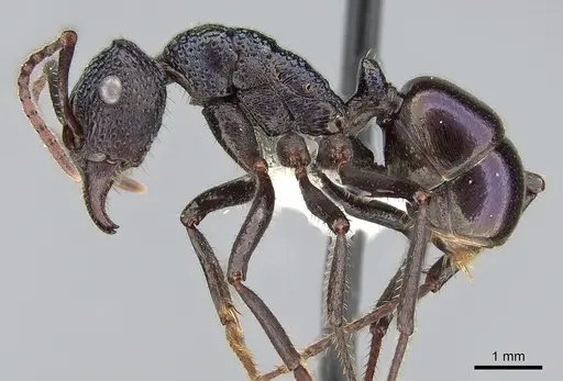 Rhytidoponera violacea specimen CASENT0281288 image casent0281288_3