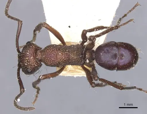 Rhytidoponera violacea specimen CASENT0907137 image casent0907137_1