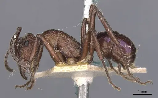 Rhytidoponera violacea specimen CASENT0907137 image casent0907137_3