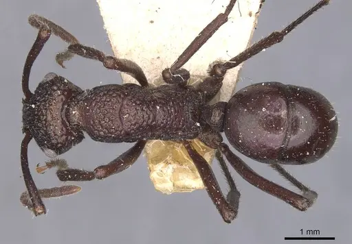 Rhytidoponera violacea specimen CASENT0907141 image casent0907141_1