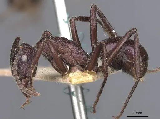 Rhytidoponera violacea specimen CASENT0907141 image casent0907141_3