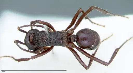 Rhytidoponera violacea specimen FOCOL0034 image focol0034_1