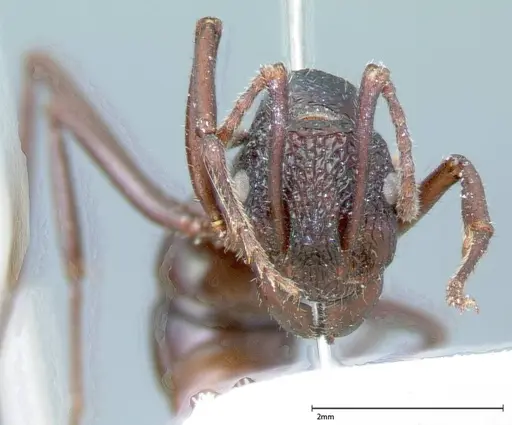 Rhytidoponera violacea specimen FOCOL0034 image focol0034_2