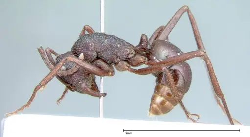 Rhytidoponera violacea specimen FOCOL0034 image focol0034_3