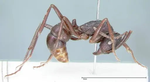 Rhytidoponera violacea specimen FOCOL0034 image focol0034_4