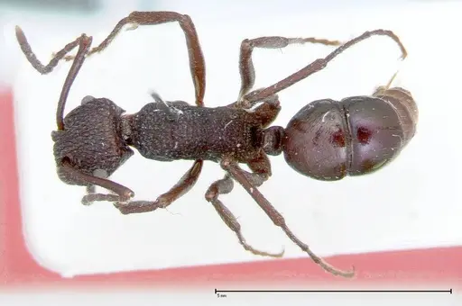 Rhytidoponera violacea specimen FOCOL0035 image focol0035_1