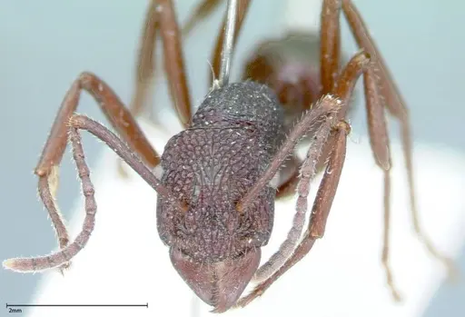 Rhytidoponera violacea specimen FOCOL0035 image focol0035_2