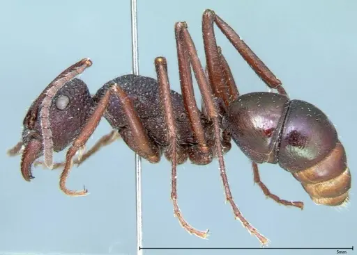 Rhytidoponera violacea specimen FOCOL0035 image focol0035_3