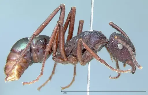 Rhytidoponera violacea specimen FOCOL0035 image focol0035_4