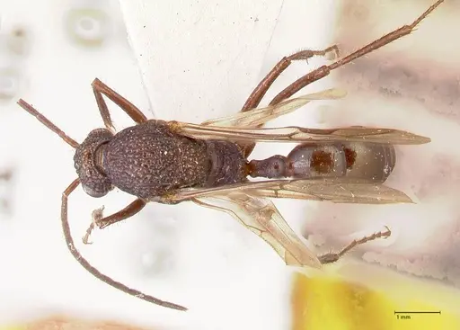 Rhytidoponera violacea specimen FOCOL0884 image focol0884_1