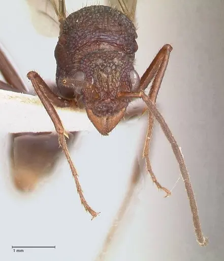 Rhytidoponera violacea specimen FOCOL0884 image focol0884_2