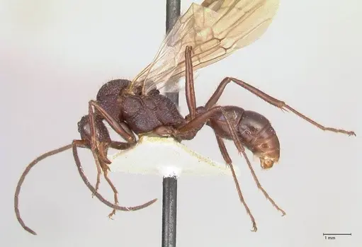 Rhytidoponera violacea specimen FOCOL0884 image focol0884_3