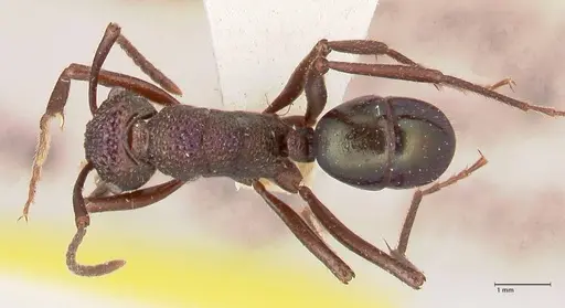 Rhytidoponera violacea specimen FOCOL0885 image focol0885_1
