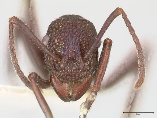 Rhytidoponera violacea specimen FOCOL0885 image focol0885_2