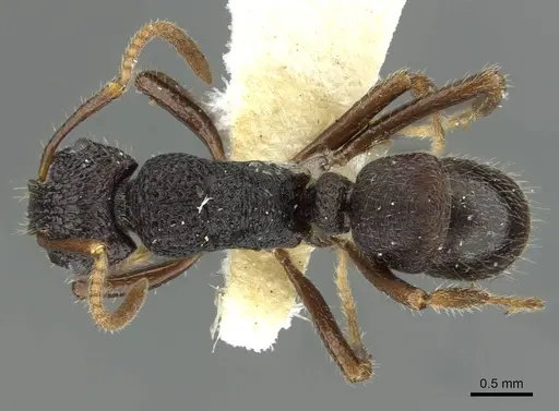 Rhytidoponera wilsoni specimen CASENT0911235 image casent0911235_1