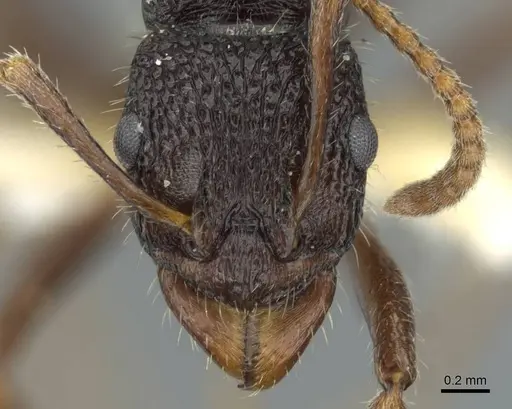 Rhytidoponera wilsoni specimen CASENT0911235 image casent0911235_2