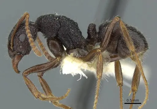 Rhytidoponera wilsoni specimen CASENT0911235 image casent0911235_3