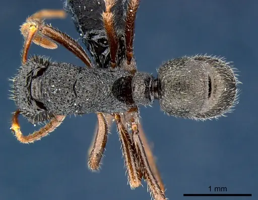 Rhytidoponera wilsoni specimen CSIRONC0121 image csironc0121_1