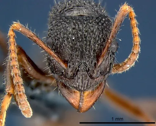 Rhytidoponera wilsoni specimen CSIRONC0121 image csironc0121_2
