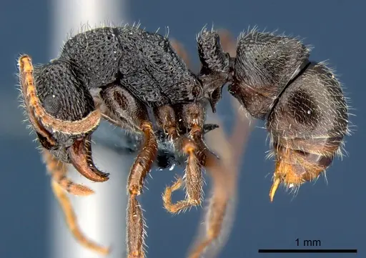 Rhytidoponera wilsoni specimen CSIRONC0121 image csironc0121_3