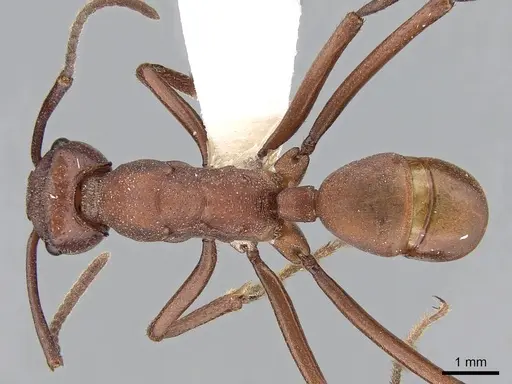 Rhytidoponera yorkensis specimen CASENT0281280 image casent0281280_1