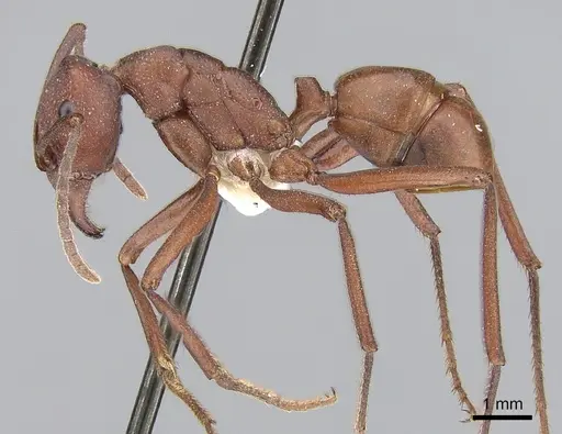 Rhytidoponera yorkensis specimen CASENT0281280 image casent0281280_3