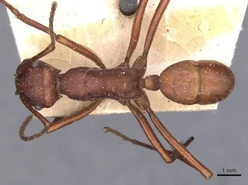 Rhytidoponera yorkensis specimen CASENT0907136 image casent0907136_1