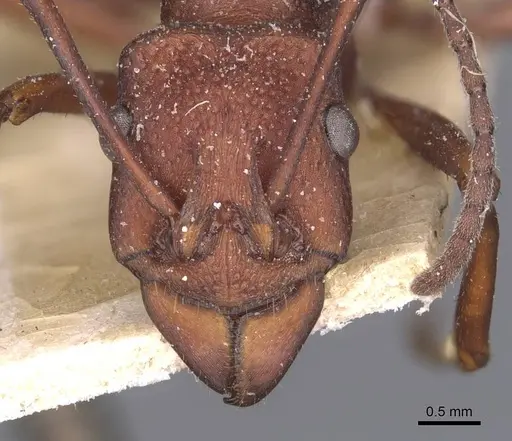 Rhytidoponera yorkensis specimen CASENT0907136 image casent0907136_2