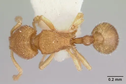 Rogeria alzatei specimen CASENT0178167 image casent0178167_1