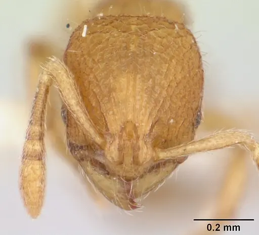 Rogeria alzatei specimen CASENT0178167 image casent0178167_2