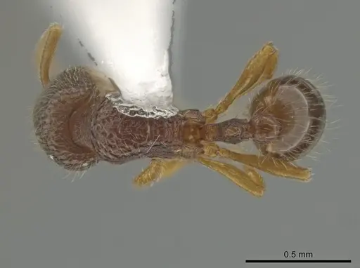 Rogeria alzatei specimen CASENT0635595 image casent0635595_1