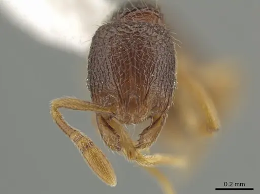 Rogeria alzatei specimen CASENT0635595 image casent0635595_2