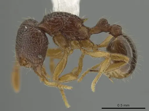 Rogeria alzatei specimen CASENT0635595 image casent0635595_3
