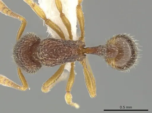 Rogeria alzatei specimen CASENT0643455 image casent0643455_1