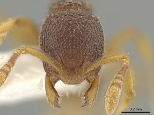 Rogeria alzatei specimen CASENT0643455 image casent0643455_2