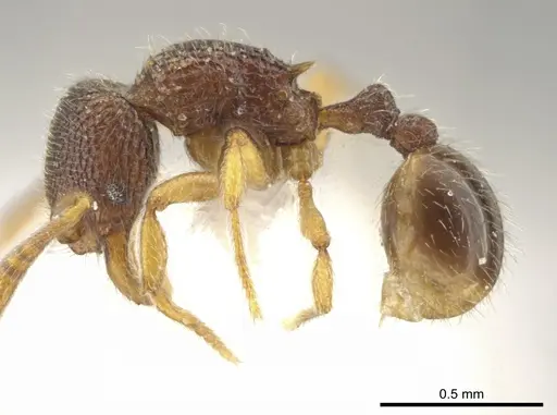 Rogeria alzatei specimen CASENT0643455 image casent0643455_3