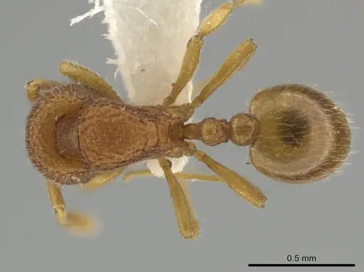 Rogeria alzatei specimen CASENT0649765 image casent0649765_1