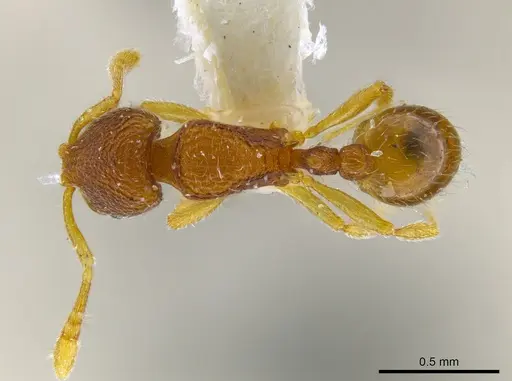 Rogeria alzatei specimen MCZ-ENT00036280 image mcz-ent00036280_1