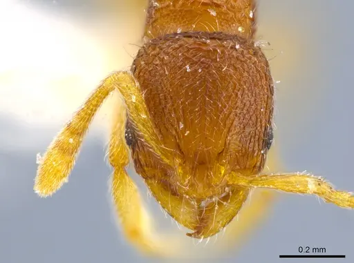 Rogeria alzatei specimen MCZ-ENT00036280 image mcz-ent00036280_2
