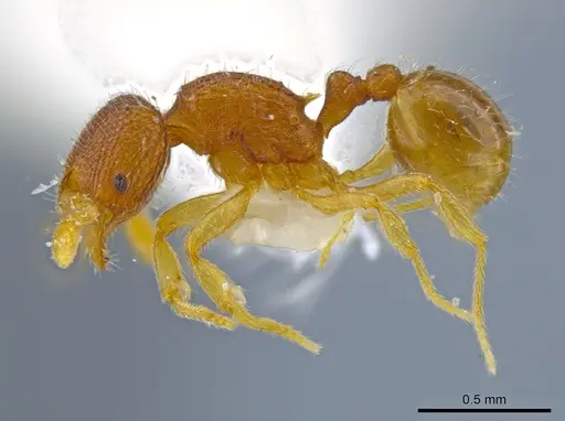 Rogeria alzatei specimen MCZ-ENT00036280 image mcz-ent00036280_3