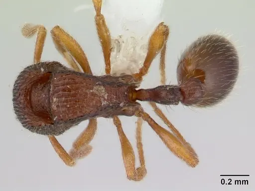 Rogeria belti specimen CASENT0178653 image casent0178653_1