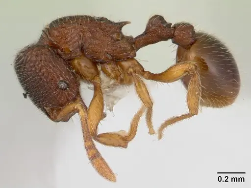 Rogeria belti specimen CASENT0178653 image casent0178653_3