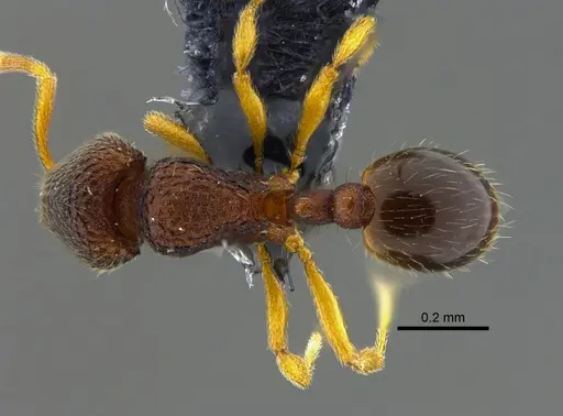 Rogeria belti specimen CBUMAGENT41962 image cbumagent41962_1