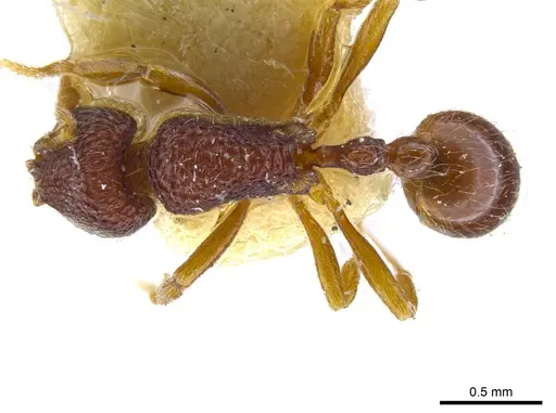 Rogeria belti specimen MCZ-ENT00021057 image mcz-ent00021057_1
