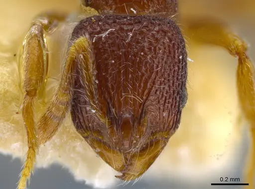Rogeria belti specimen MCZ-ENT00021057 image mcz-ent00021057_2