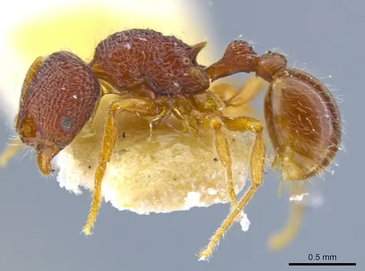 Rogeria belti specimen MCZ-ENT00021057 image mcz-ent00021057_3