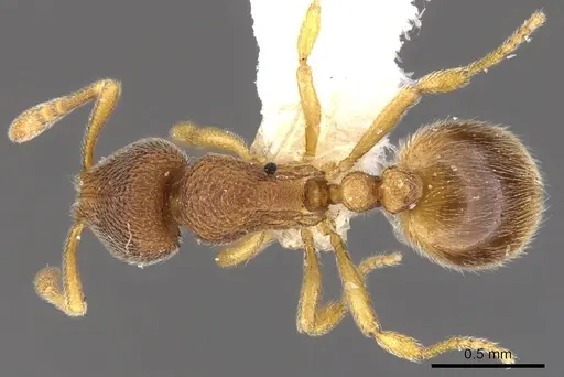Rogeria besucheti specimen CASENT0900956 image casent0900956_1